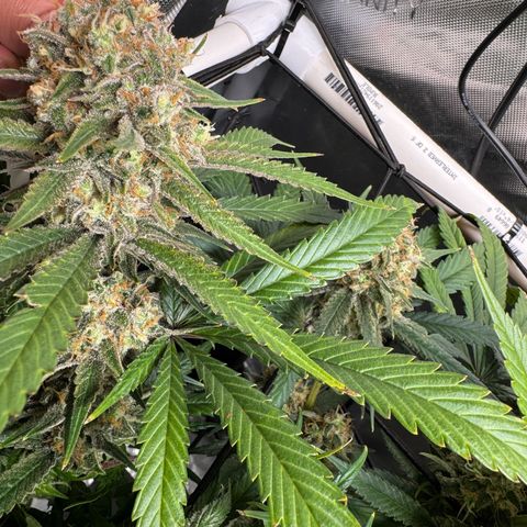 Ethos Super Lemon Reg #2 growlog timeline photo