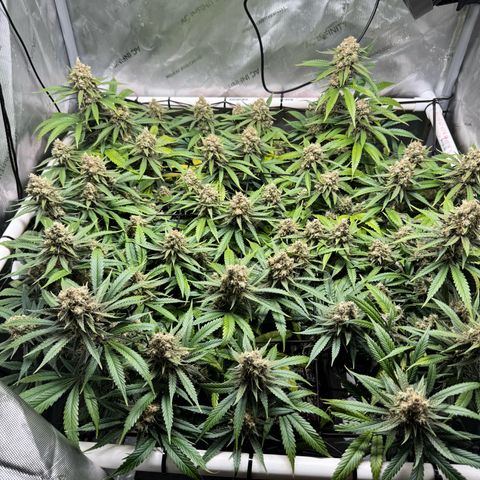 Ethos Super Lemon Reg #2 growlog timeline photo