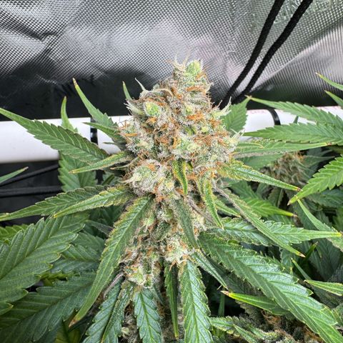 Ethos Super Lemon Reg #2 growlog timeline photo