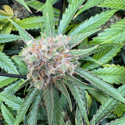 Ethos Super Lemon Reg #2 growlog timeline photo