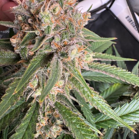 Ethos Super Lemon Reg #2 growlog timeline photo