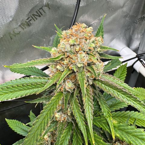 Ethos Super Lemon Reg #2 growlog timeline photo