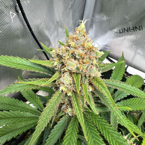 Ethos Super Lemon Reg #2 growlog timeline photo