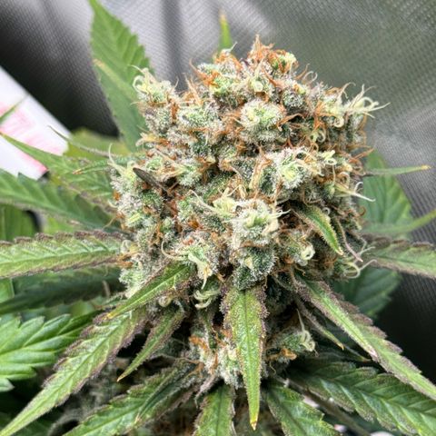 Ethos Super Lemon Reg #2 growlog timeline photo