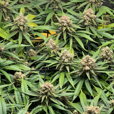 Ethos Super Lemon Reg #2 growlog timeline photo