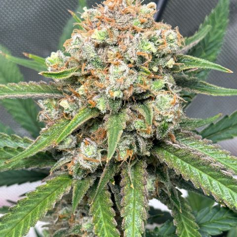 Ethos Super Lemon Reg #2 growlog timeline photo
