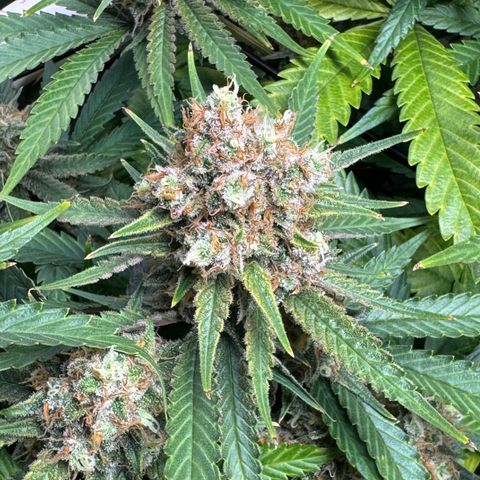 Ethos Super Lemon Reg #2 growlog timeline photo