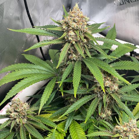 Ethos Super Lemon Reg #2 growlog timeline photo