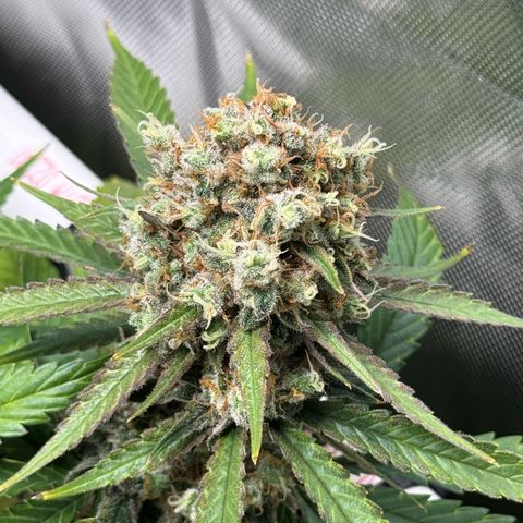 Ethos Super Lemon Reg #2 growlog timeline photo