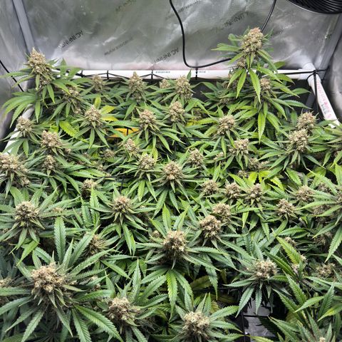 Ethos Super Lemon Reg #2 growlog timeline photo