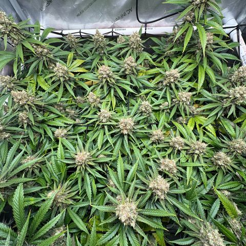 Ethos Super Lemon Reg #2 growlog timeline photo