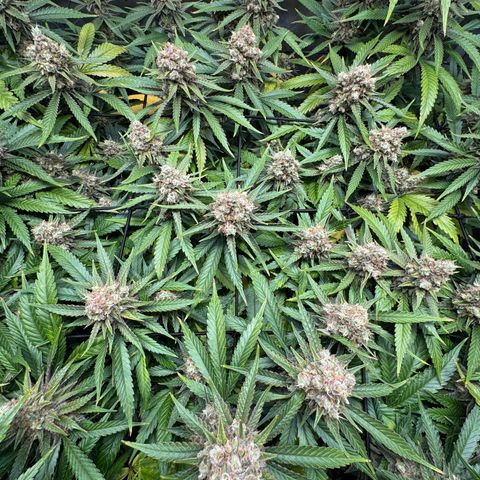 Ethos Super Lemon Reg #2 growlog timeline photo