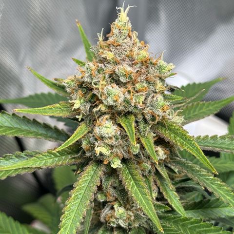 Ethos Super Lemon Reg #2 growlog timeline photo
