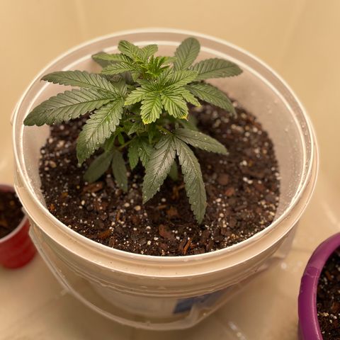 Unknown strain growlog photo:  Three weeks 