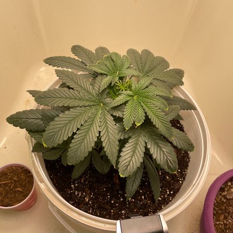 Unknown strain growlog photo:  Week four 