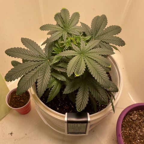 Unknown strain growlog timeline photo