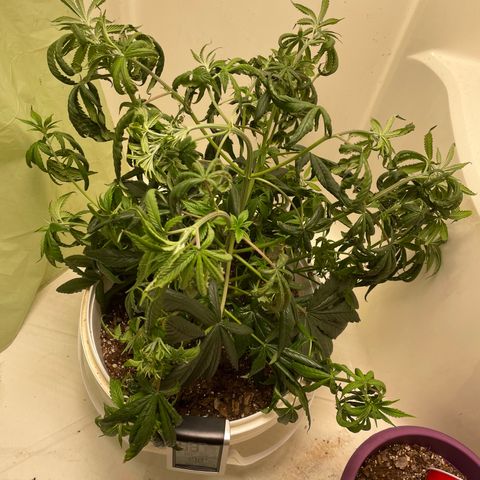 Unknown strain growlog timeline photo