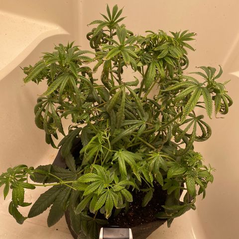 Unknown strain growlog timeline photo