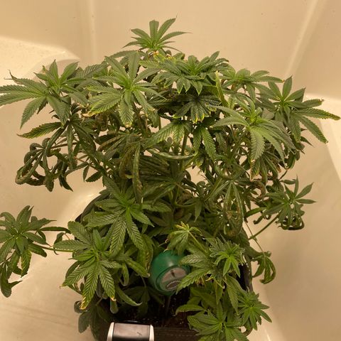 Unknown strain growlog photo:  One week after crash and burn 