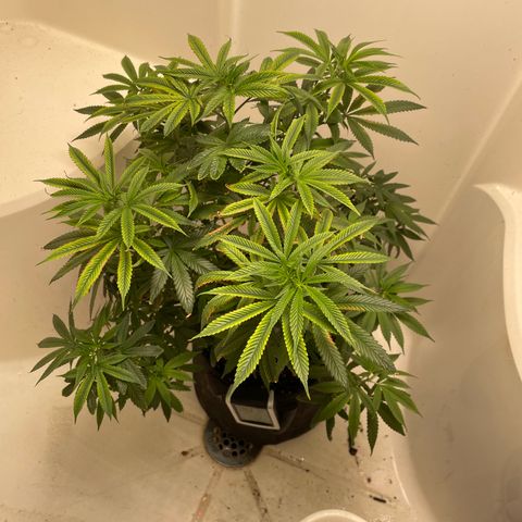 Unknown strain growlog timeline photo