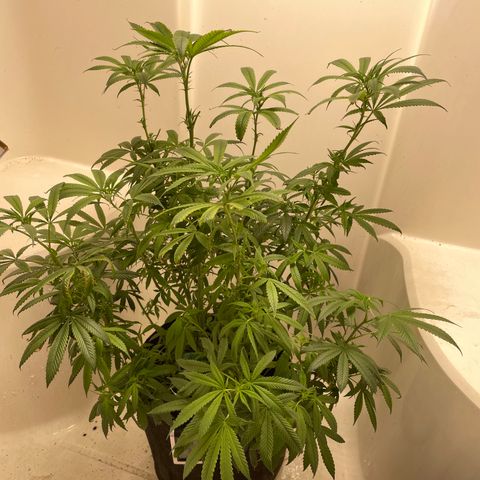 Unknown strain growlog timeline photo