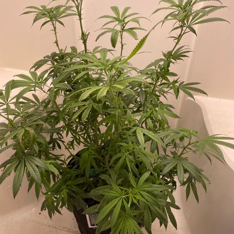 Unknown strain growlog timeline photo