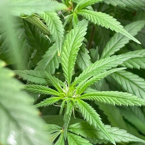 Unknown strain growlog photo:  Just starting to get a flower