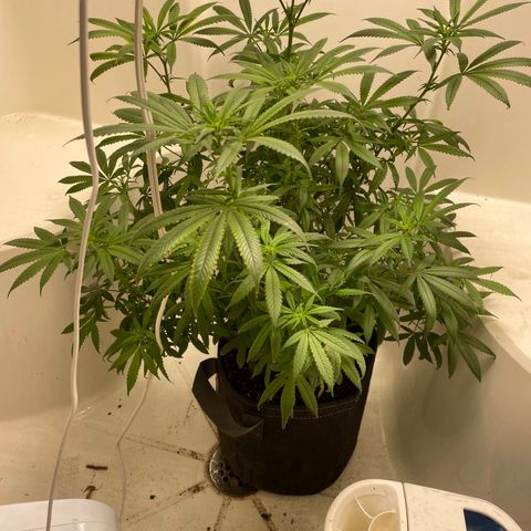 Unknown strain growlog photo:  Just starting to get a flower