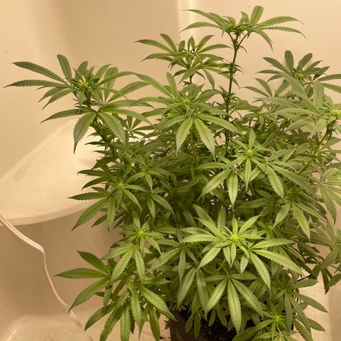 Unknown strain growlog timeline photo