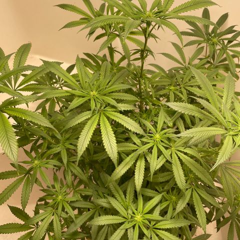 Unknown strain growlog timeline photo