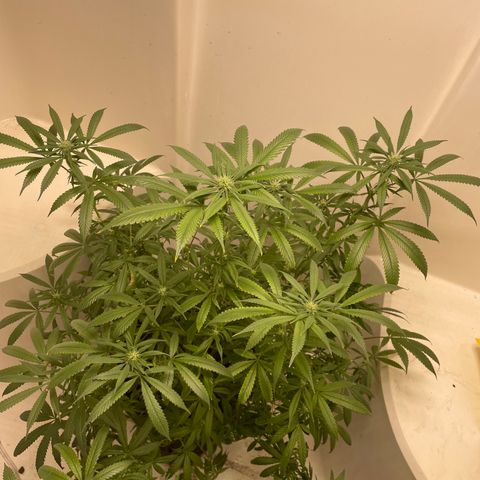 Unknown strain growlog timeline photo