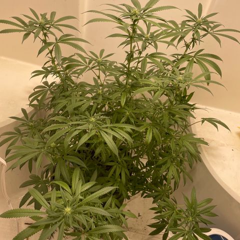 Unknown strain growlog timeline photo