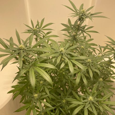 Unknown strain growlog timeline photo