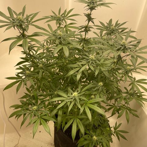 Unknown strain growlog timeline photo