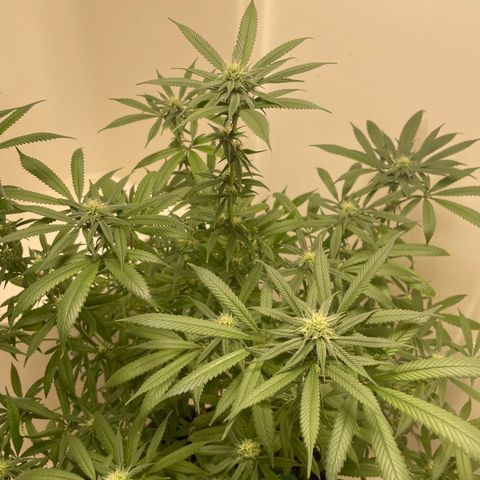 Unknown strain growlog timeline photo