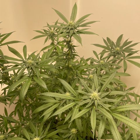 Unknown strain growlog timeline photo