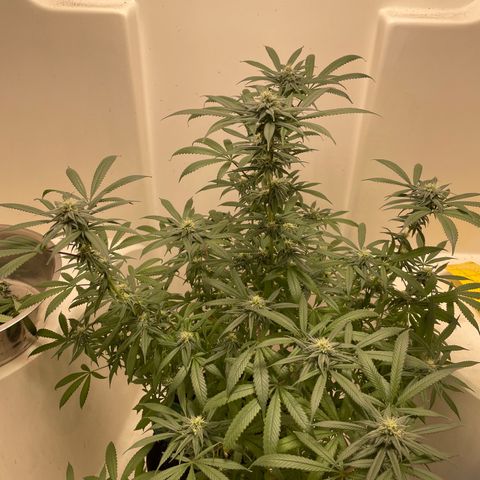 Unknown strain growlog timeline photo