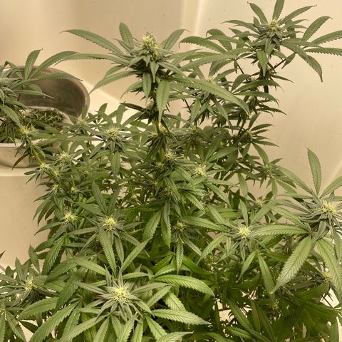 Unknown strain growlog timeline photo