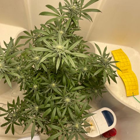 Unknown strain growlog timeline photo