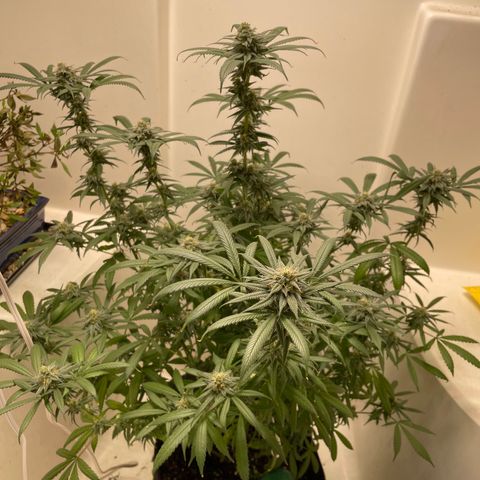 Unknown strain growlog timeline photo