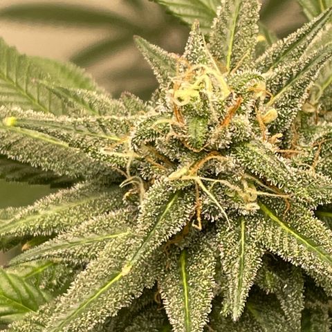 Unknown strain growlog timeline photo