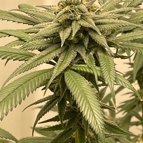 Unknown strain growlog timeline photo