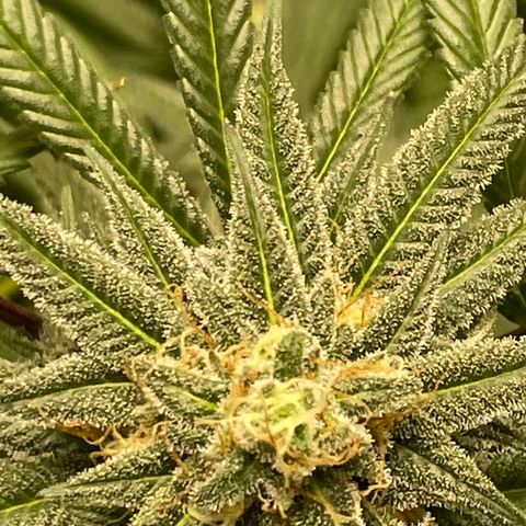 Unknown strain growlog timeline photo
