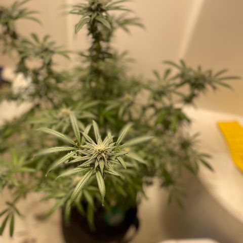 Unknown strain growlog timeline photo