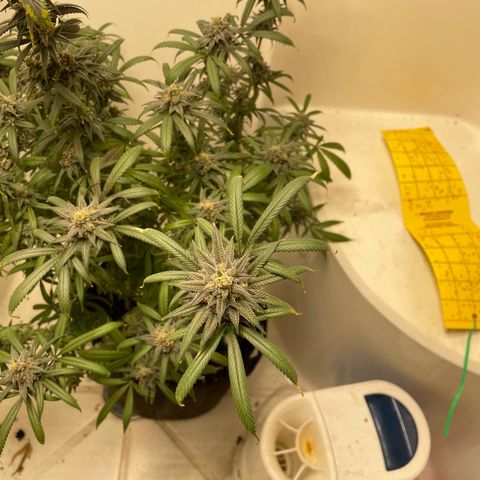 Unknown strain growlog timeline photo