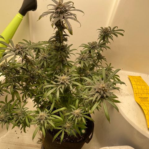 Unknown strain growlog timeline photo