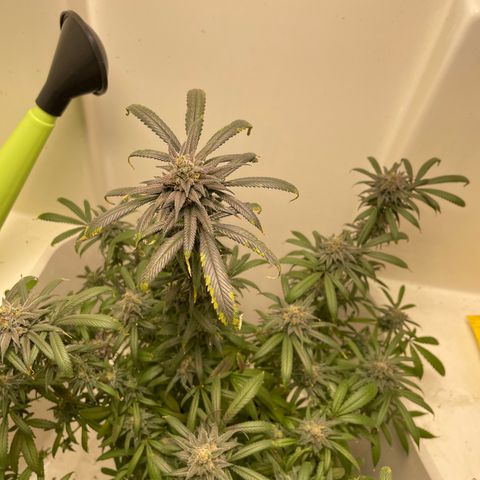Unknown strain growlog timeline photo