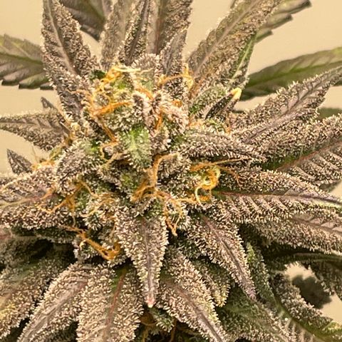 Unknown strain growlog timeline photo
