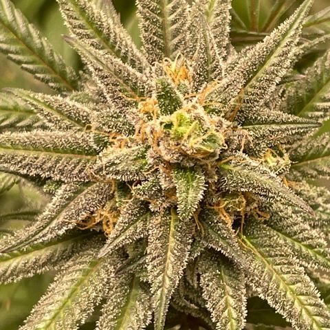 Unknown strain growlog timeline photo