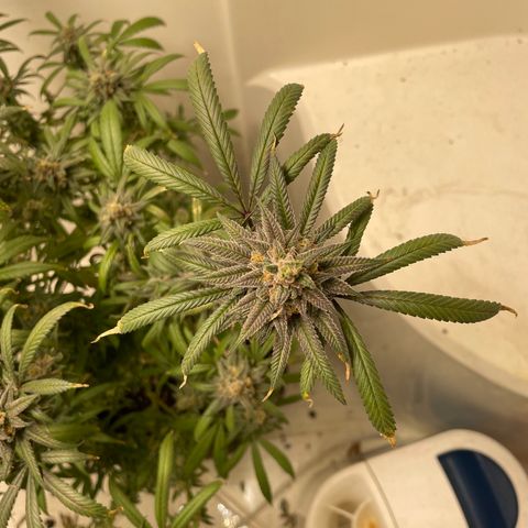 Unknown strain growlog timeline photo